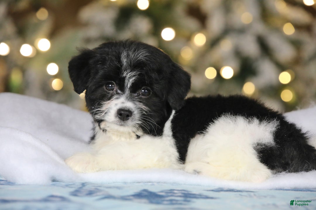 Teddy Bear dogs for sale: Noelle - Ad 35