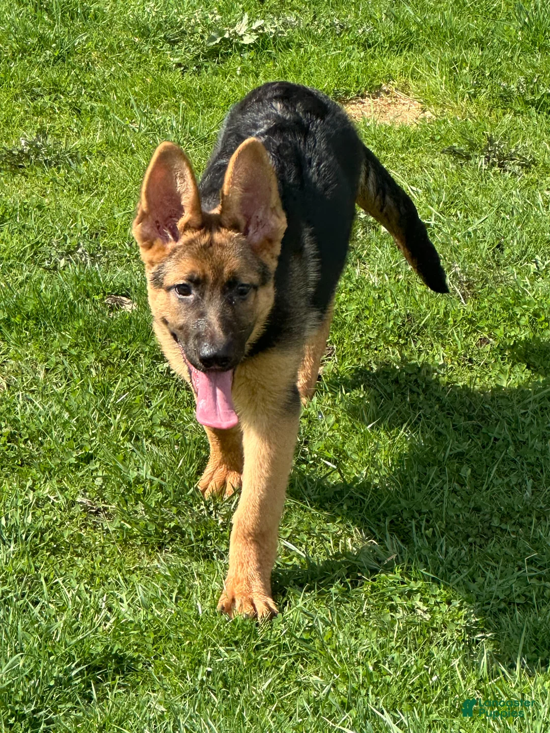 German Shepherd dogs for sale: German Shepherd Puppy 2 - Ad 2