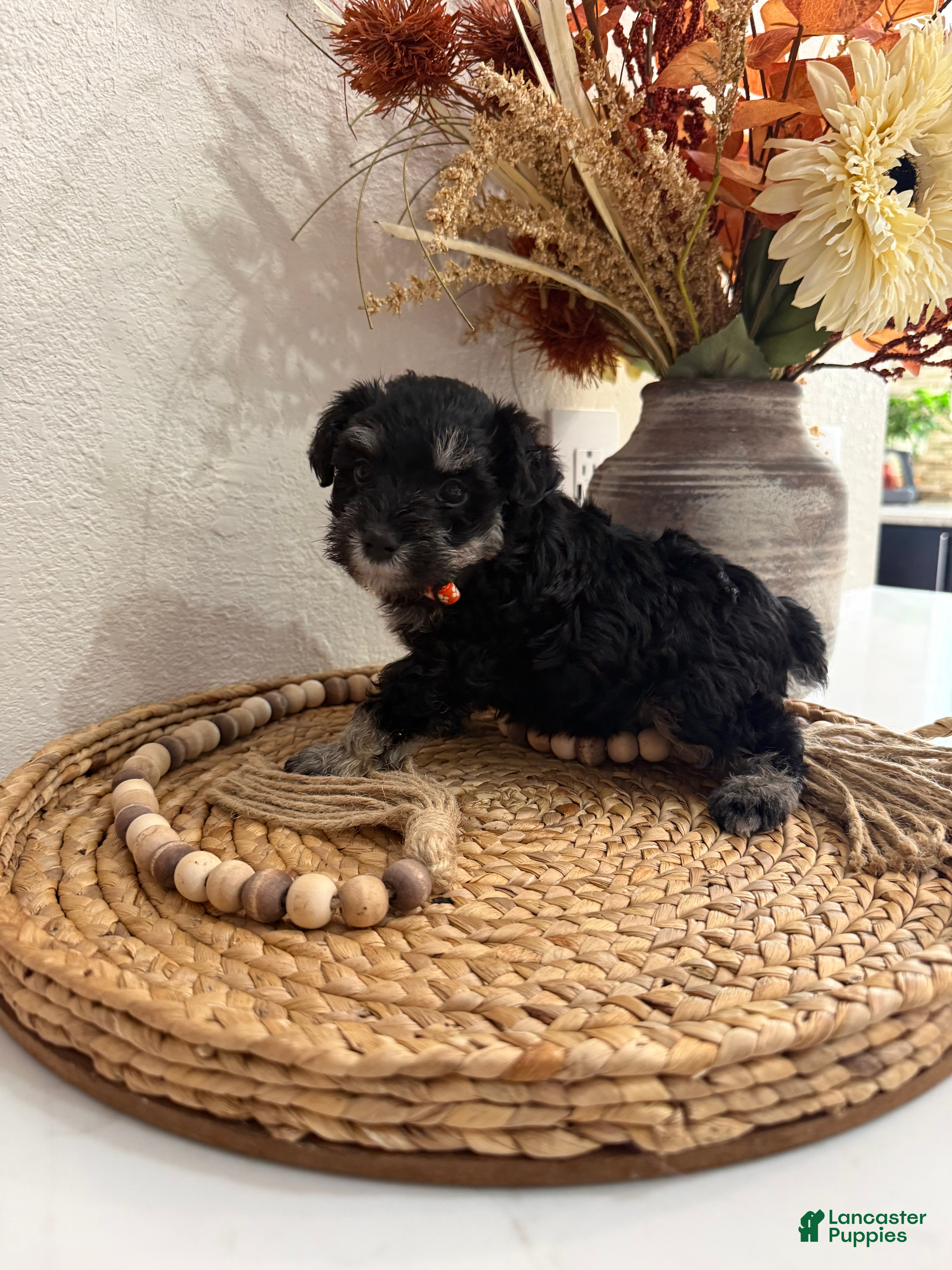 Miniature Schnauzer dogs Peach - Ad 28