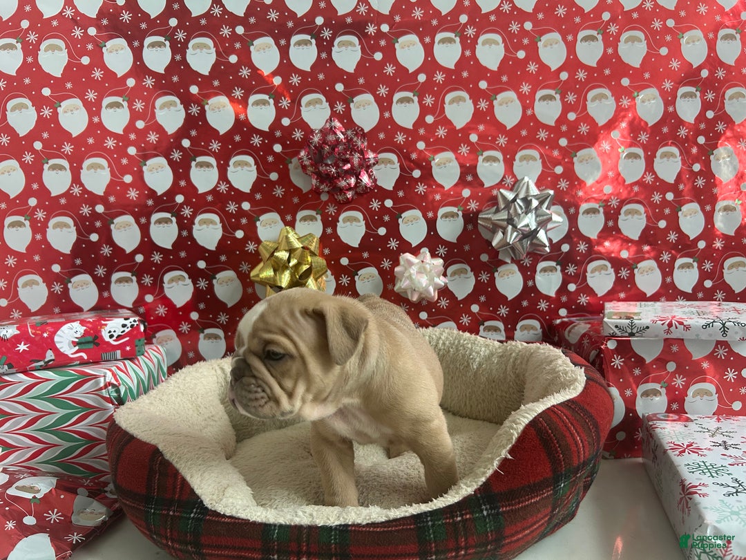 English Bulldog dogs for sale: Willow - Ad 5