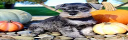 Miniature Schnauzer dogs for sale: Ellie Female AKC Mini Schnauzer - Ad 9
