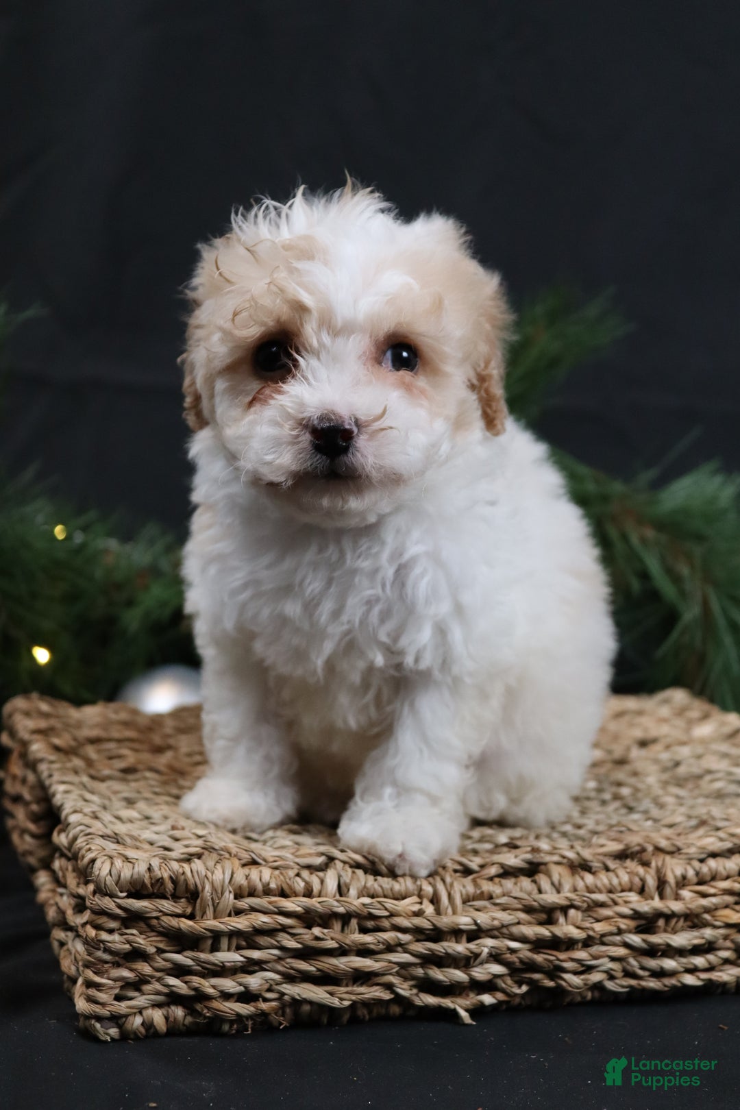 Cavapoo dogs for sale: Cavapoo Puppy 1 - Ad 1