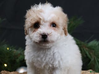 Cavapoo dogs Cavapoo Puppy 1 - Ad 33