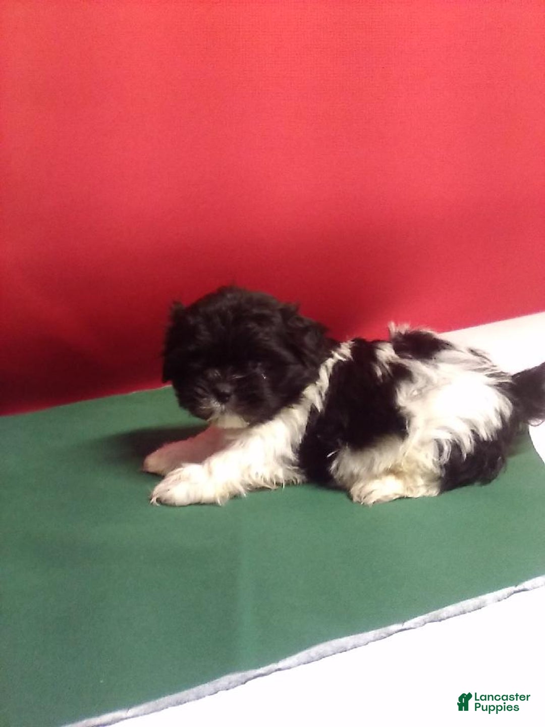 Shih Tzu dogs for sale: Sammy  - Ad 2