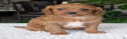 Cavapoo dogs for sale: Ellie - Ad 5