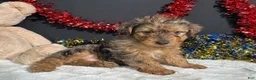 Yorkiepoo dogs for sale: Rocky - Ad 4