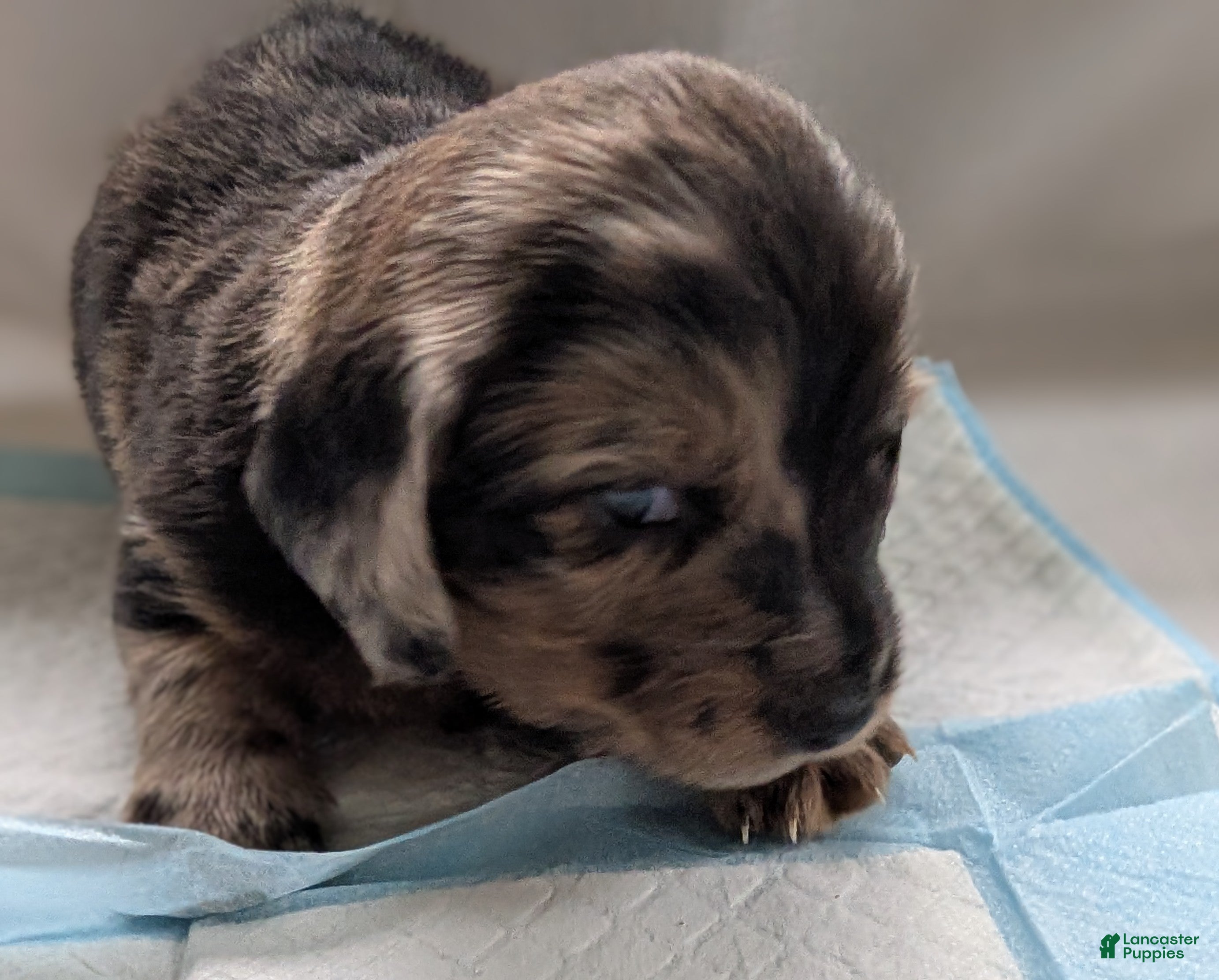 Miniature Dachshund dogs Tank - Ad 2