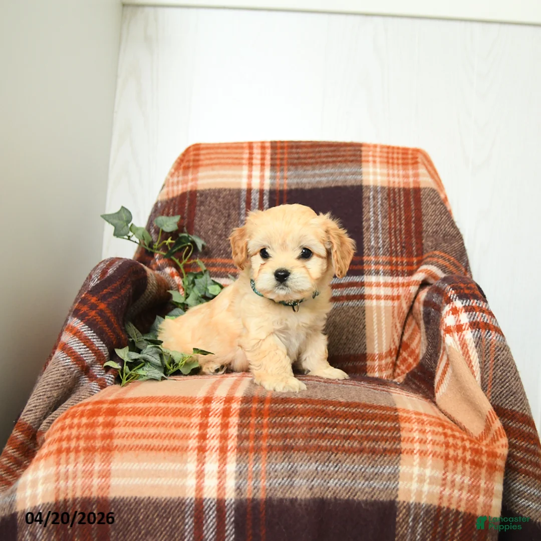 Cavachon dogs for sale: Kenny - Ad 2