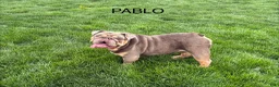 English Bulldog dogs for sale: Marla - Ad 6