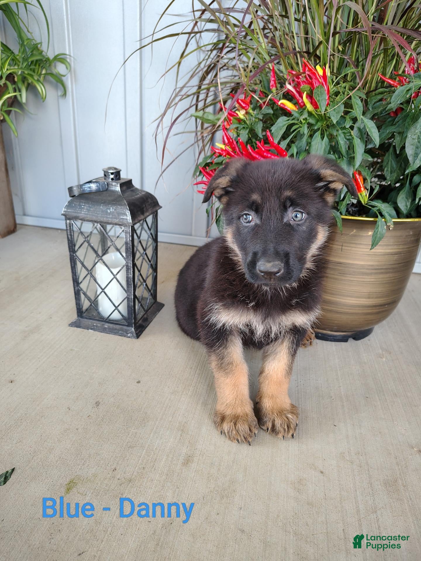 German Shepherd dogs for sale: Danny - blue - Ad 2