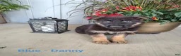 German Shepherd dogs for sale: Danny - blue - Ad 2