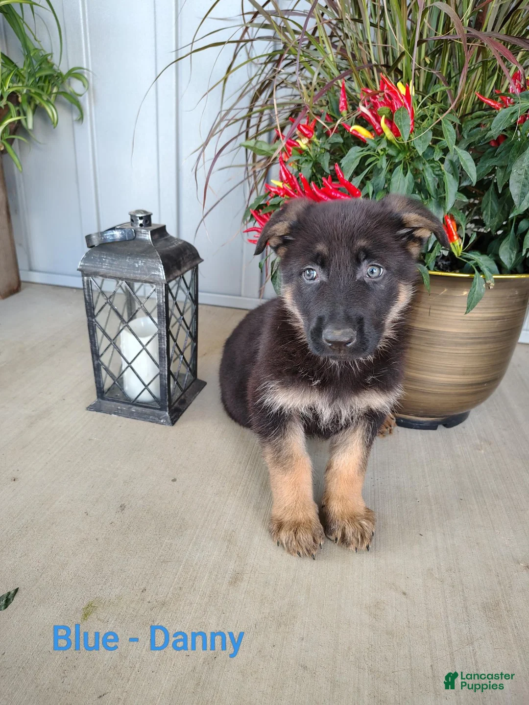 German Shepherd dogs for sale: Danny - blue - Ad 2