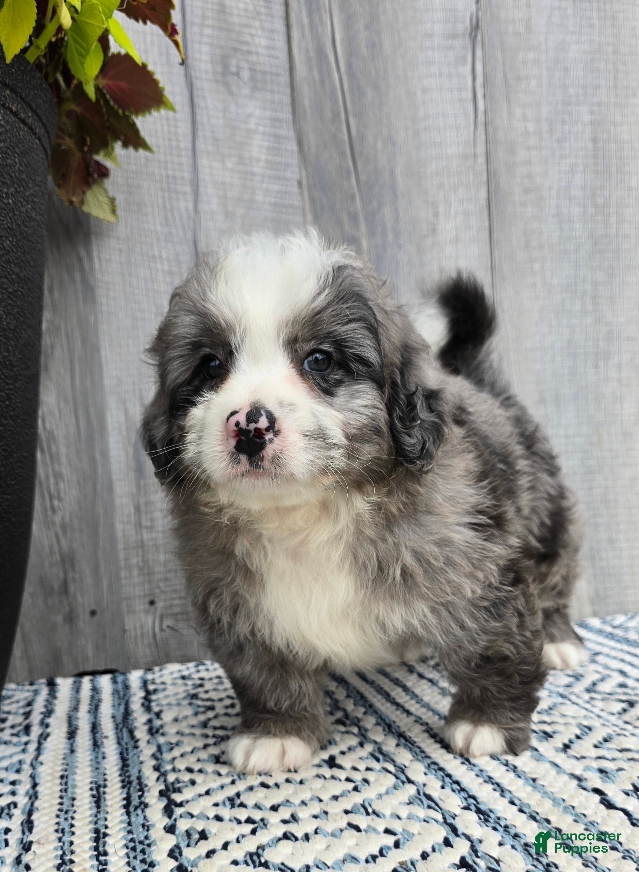 Mini Bernedoodle dogs for sale: Mini Wyatt  - Ad 2