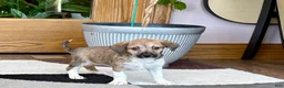 Mixed Breed dogs for sale: Italian greyhound/Havanese Sally  - Ad 11
