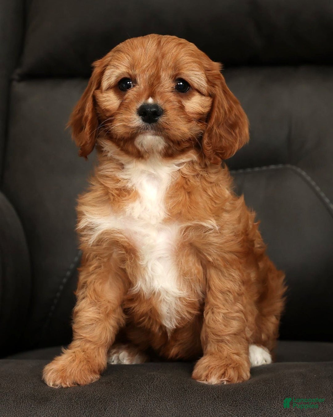 Cavapoo dogs for sale: Carla - Ad 2