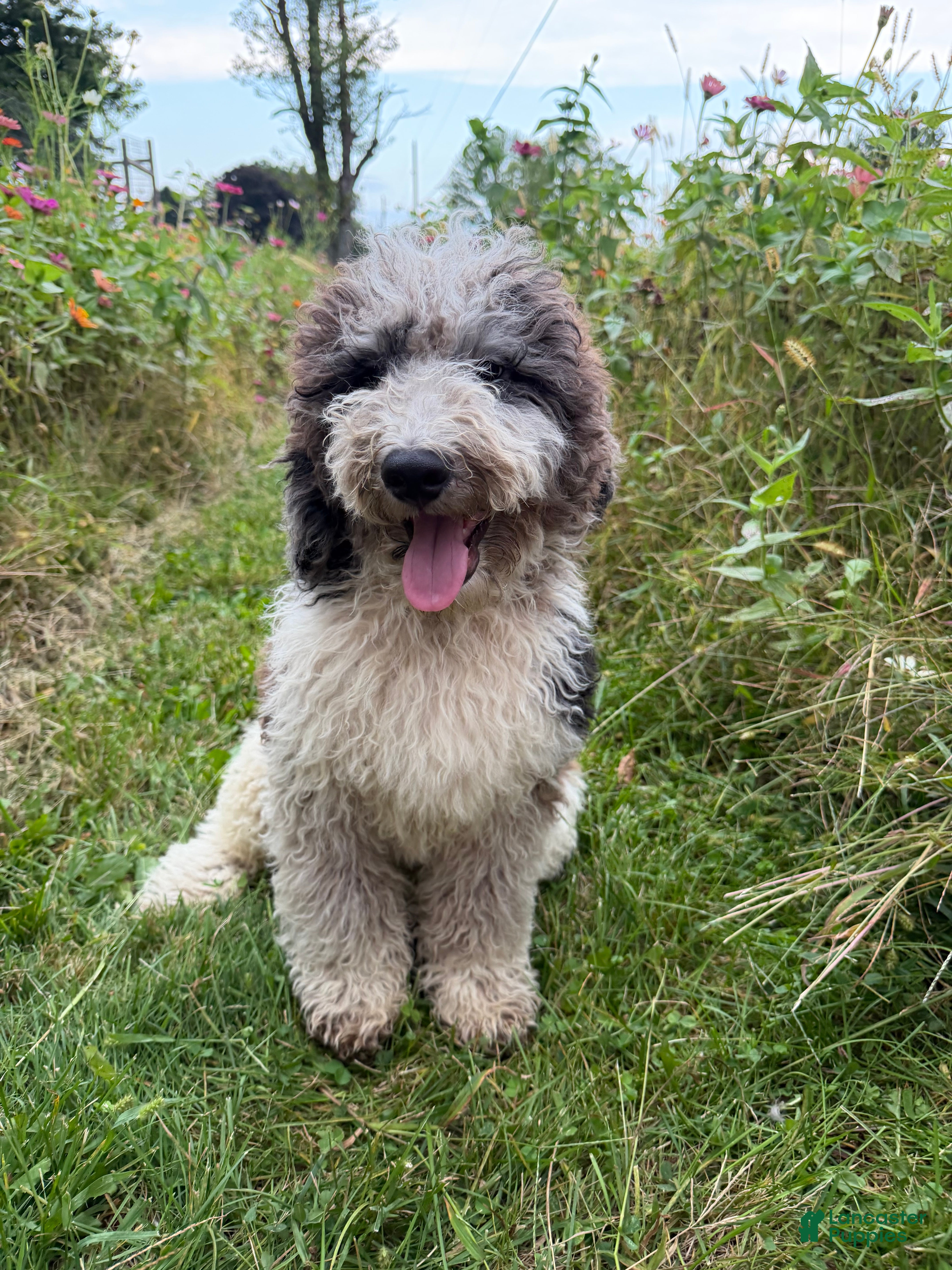 Bernedoodle dogs Hawk  - Ad 1