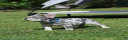 French Bulldog dogs for sale: Leo - Ad 7