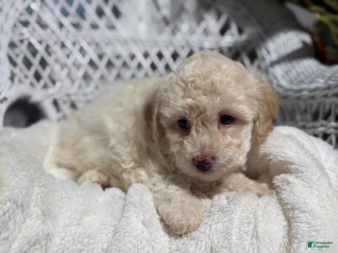 Bichpoo dogs for sale: Francess  - Ad 5