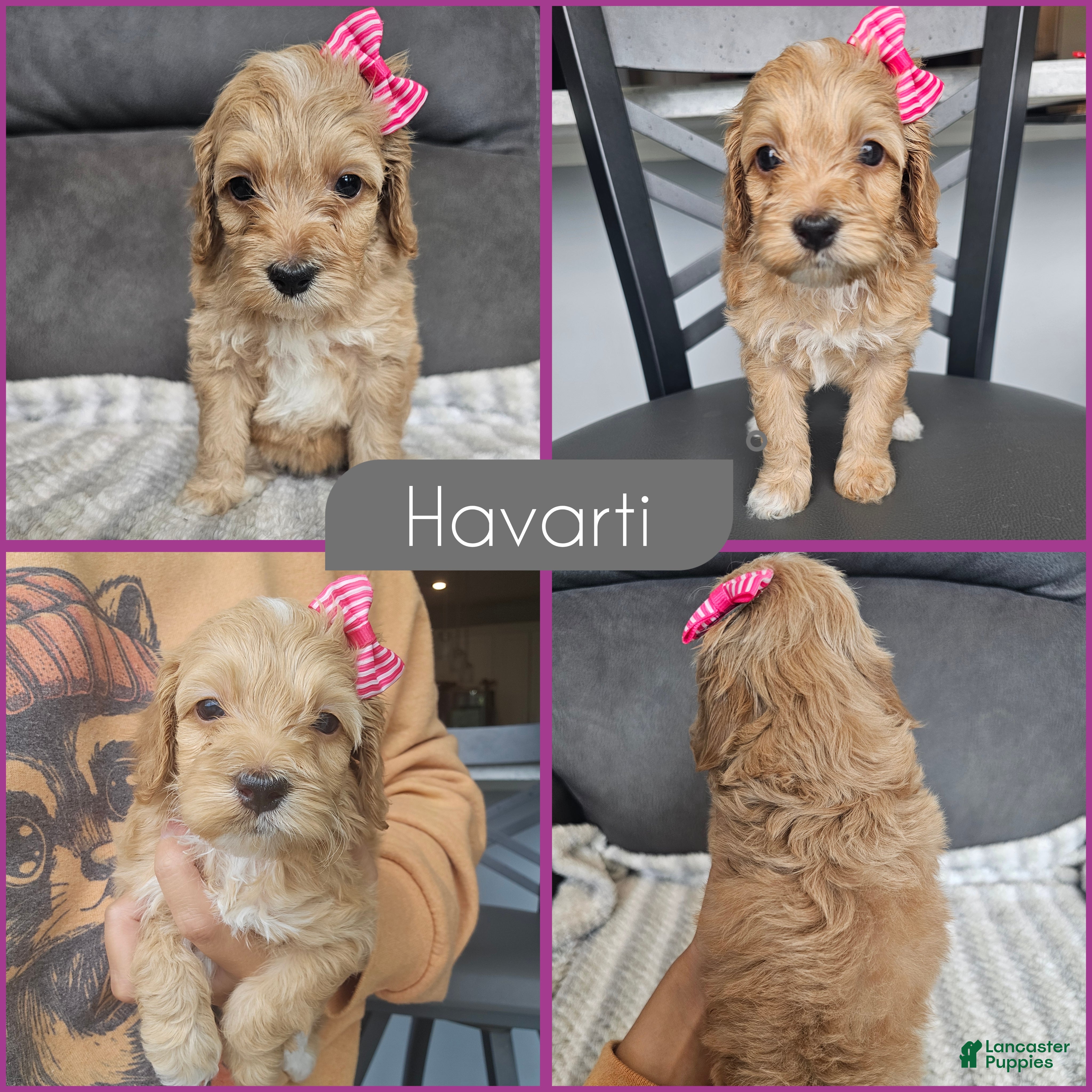 Cockapoo dogs Havarti - Ad 1