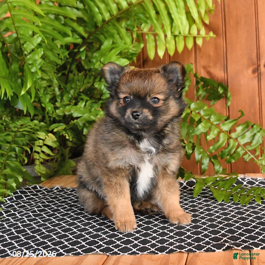 Mixed Breed dogs Pretzel - Ad 1