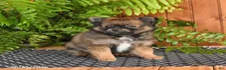 Mixed Breed dogs for sale: Pretzel - Ad 1