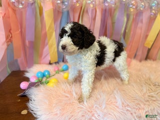 Australian Labradoodle dogs Australian Labradoodle Puppy 4 - Ad 4