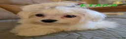 Maltese dogs for sale: Casper - Ad 4