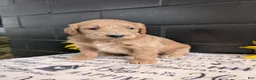 Goldendoodle dogs for sale: Libby  - Ad 7