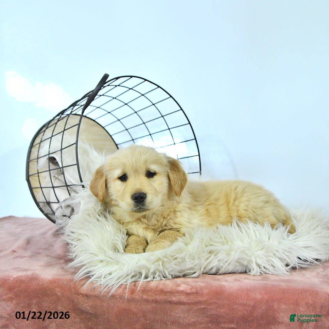 Golden Retriever dogs for sale: Sunnie - Ad 2