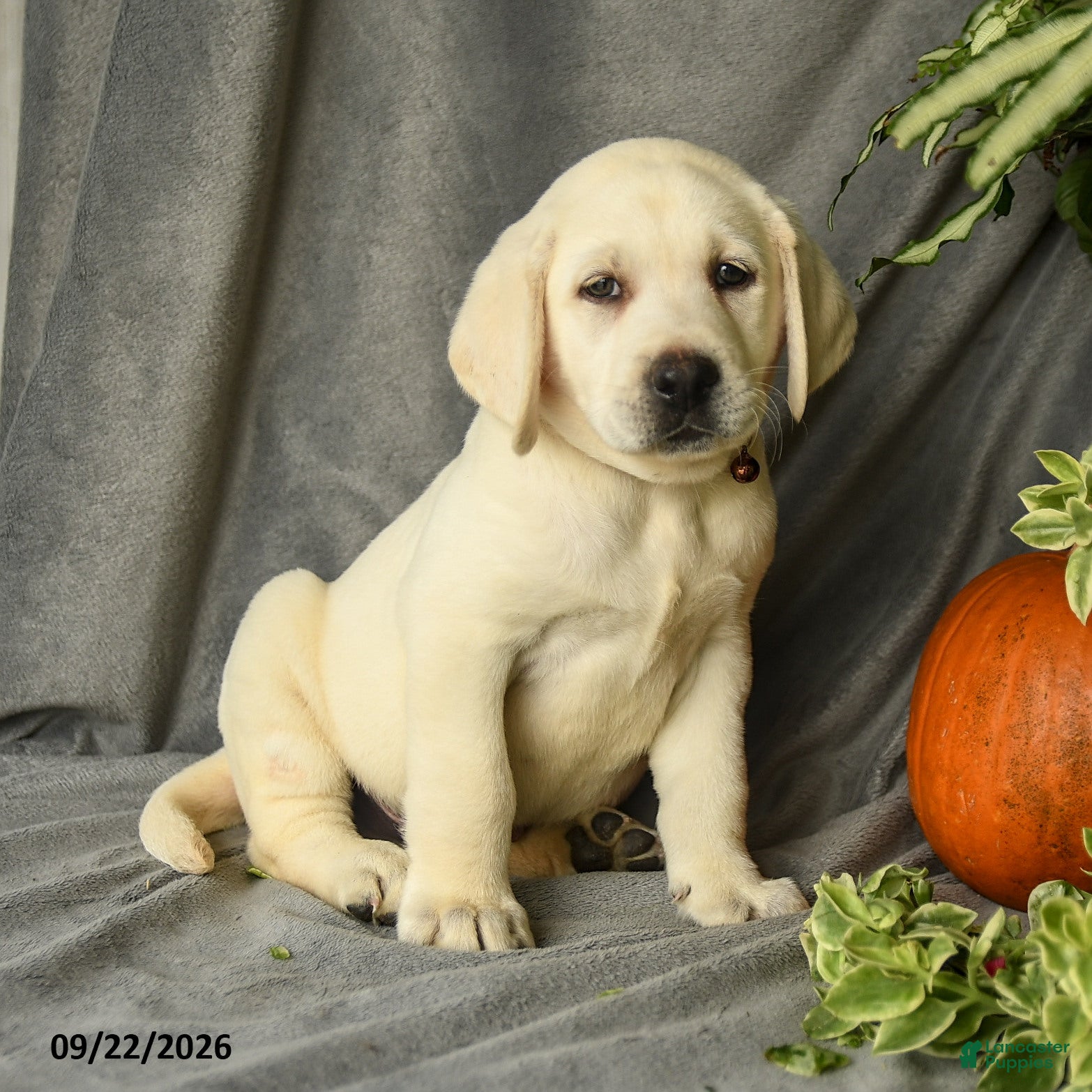 Labrador Retriever dogs Dozer - Ad 1