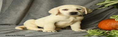 Dozer