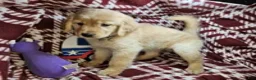 Golden Retriever dogs for sale: Betsy Blue (F) - Ad 5