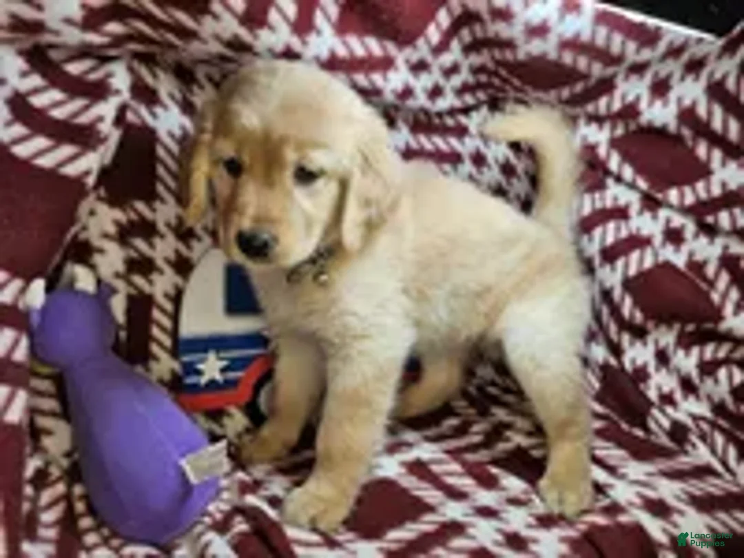 Golden Retriever dogs for sale: Betsy Blue (F) - Ad 5