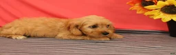 Cavapoo dogs for sale: Vinnie - Ad 4