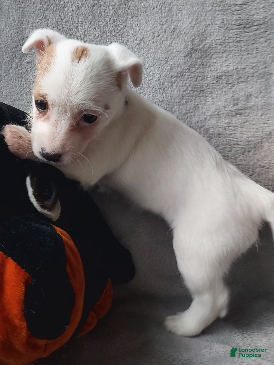 Jackapoo dogs for sale: Fiona - Ad 4