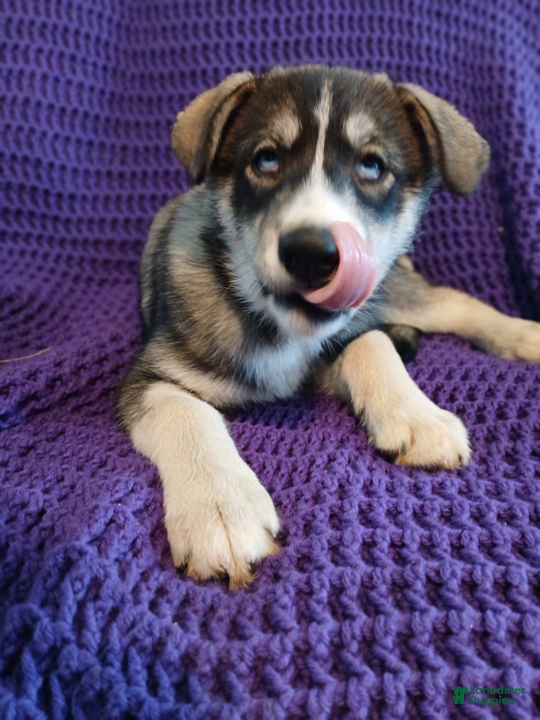 Siberian Husky dogs for sale: Siberian Husky Puppy 5 - Ad 4