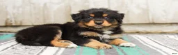 Australian Shepherd dogs for sale: Tucker - Ad 4
