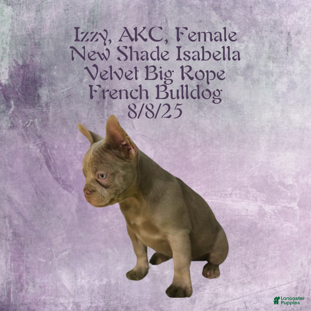 French Bulldog dogs for sale: 🐾 “Izzy the Velvet Queen: Blue-Eyed Beauty with Boss Energy & Breeding Potential” - Ad 12