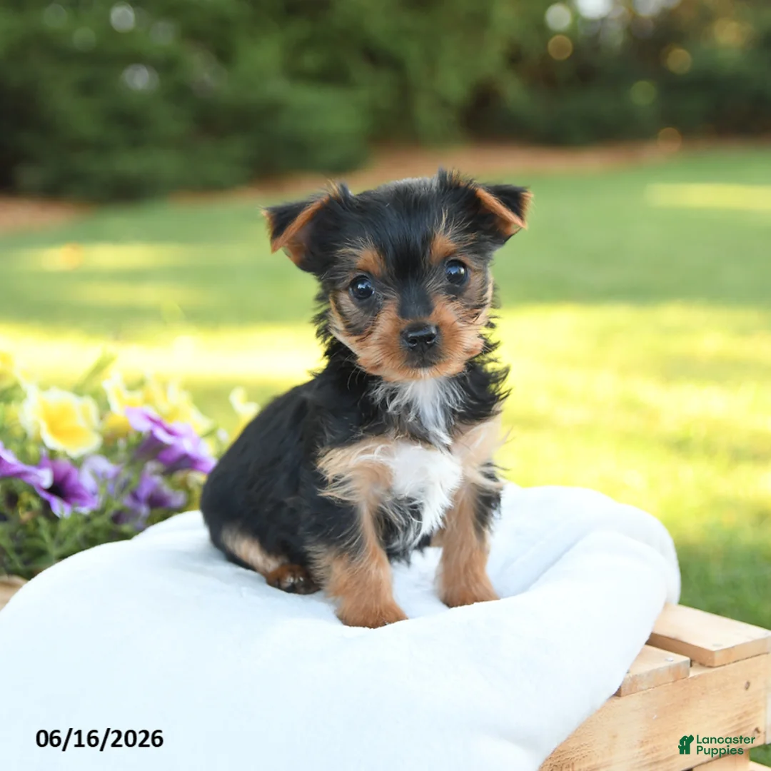 Yorkshire Terrier dogs for sale: Daisy - Ad 1