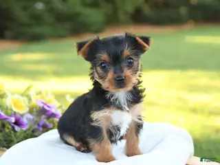 Yorkshire Terrier dogs for sale: Daisy - Ad 2
