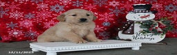 Golden Retriever dogs for sale: Clara - Ad 5