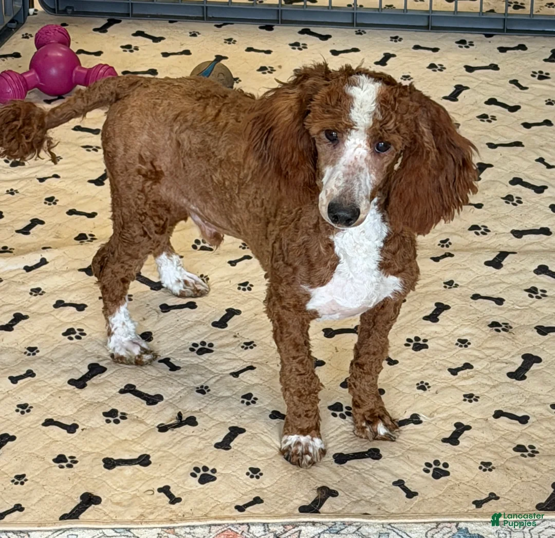 Miniature Poodle dogs for sale: Huck - Ad 1
