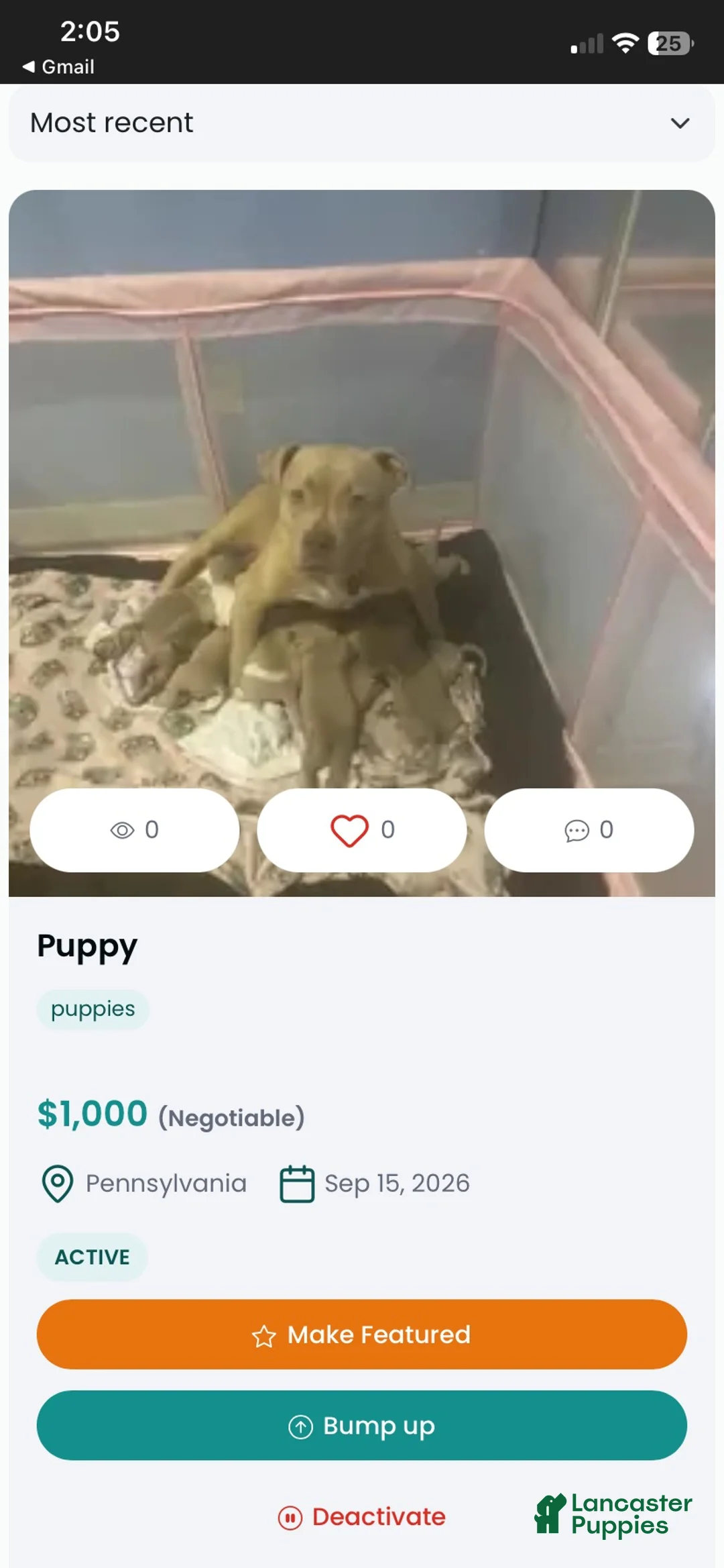 American Bully dogs for sale: American Bully 4 - Ad 2