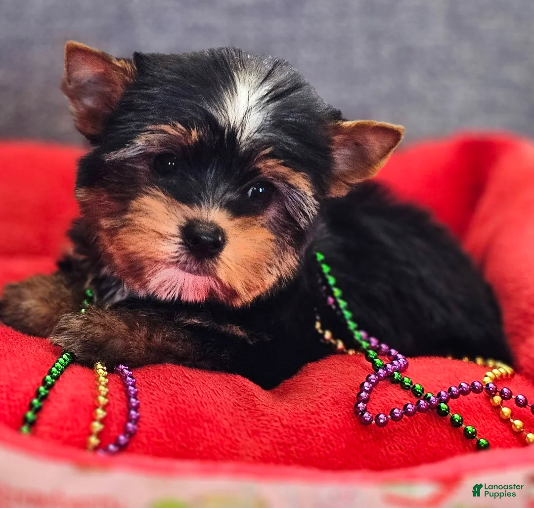 Yorkshire Terrier dogs for sale: Yorkshire Terrier Puppy 1 - Ad 2