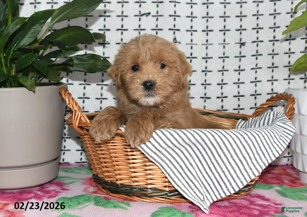 Goldendoodle dogs for sale: Ronald - Ad 4