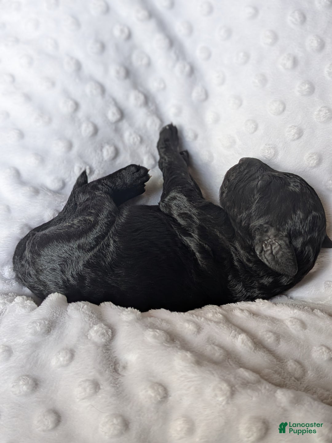 Goldendoodle dogs for sale: Beau F1B  - Ad 1