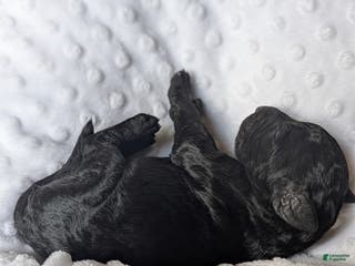 Goldendoodle dogs Beau - Ad 1