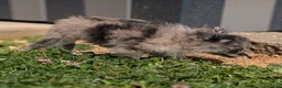 Pomeranian dogs for sale: Wingnut - Ad 13