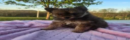 Pomapoo dogs for sale: Latte - Ad 6