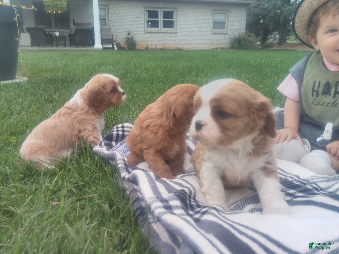 Cavalier King Charles Spaniel dogs for sale: Max - Ad 3